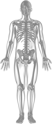 Ein menschliches Skelett